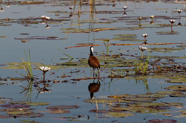 097 Okavango Delta, lelieloper.jpg